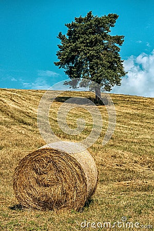 Straw roll on the field. Round straw bales and tree at background Stock Photo