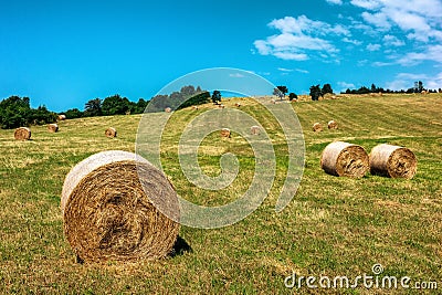 Straw rolls on the field. Round straw bales Stock Photo