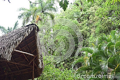 Straw roof outside of Cueva del Indio in Vinales with palm tree background Stock Photo