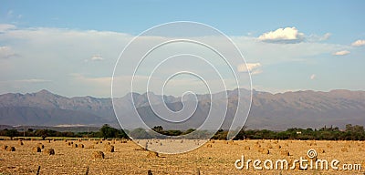 Straw rools in an yellow field Stock Photo