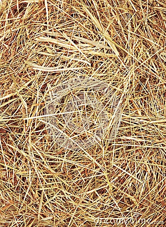 Straw texture Stock Photo