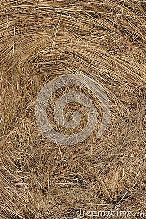 Straw texture Stock Photo