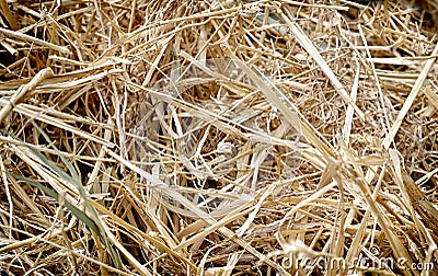 Straw texture,background,farm work Stock Photo