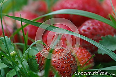 Strawberries Stock Photo