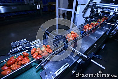 Strawberries on conveyor belt Stock Photo