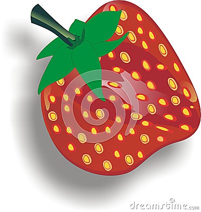 Strawberries - Fragaria plants fruit Vector Illustration