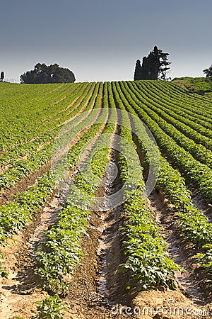 Strawberries furrows in Elyachin, Israel Stock Photo