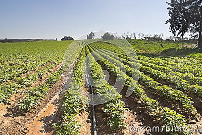 Strawberries furrows in Elyachin, Israel Stock Photo