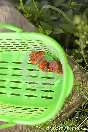 Strawberries in the green basket Stock Photo