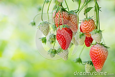Strawberries growing in a greenhouse. Stock Photo