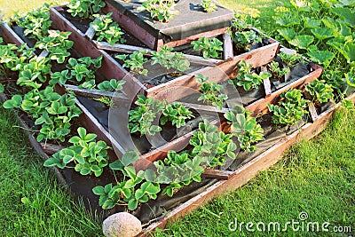 Strawberries grows up in raised garden bed. Pyramid raised garden Stock Photo