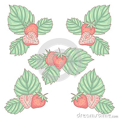 Strawberries isolated on white Vector Illustration