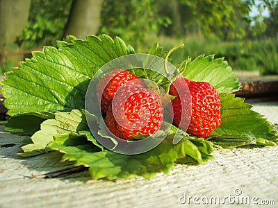 Strawberries on Leaves Stock Photo