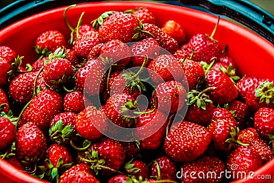 Strawberries Stock Photo