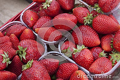 Strawberries Stock Photo