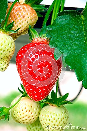 Strawberries plant. Red strawberries on the branches. Eco farm. Selective focus. Strawberry in greenhouse with high Stock Photo