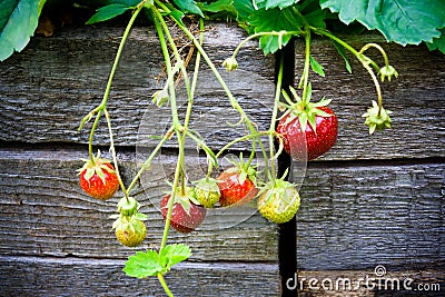 Strawberries ripening in a garden Stock Photo