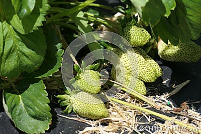Strawberries ripening in the sun but still green Stock Photo