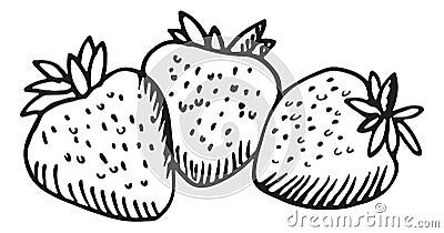 Strawberries sketch drawing. Sweet berries in hand drawn style Vector Illustration