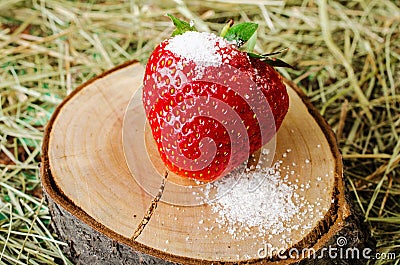 Strawberries on the stump, sprinkled with sugar. Stock Photo
