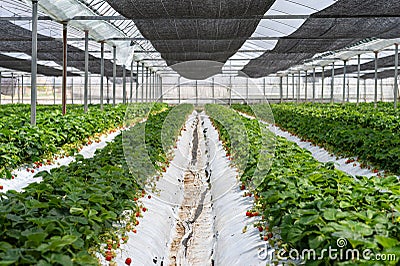 Strawberries at a vinyl house Stock Photo