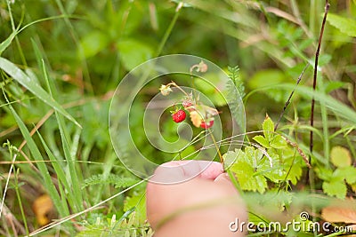 Strawberries wild twigs hand picking close up grass background Stock Photo