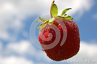 strawberry 1 Stock Photo