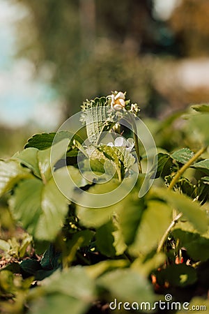 Strawberry blossom bush in the garden. Growing strawberries at home Stock Photo