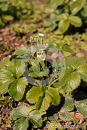 Strawberry blossom bush in the garden. Growing strawberries at home Stock Photo