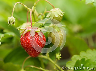 Strawberry bush Stock Photo