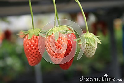 Strawberry bush grow in garden Stock Photo