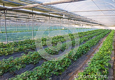 Strawberry bush growing in agriculture farm Stock Photo