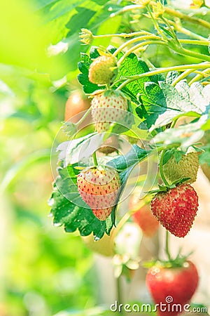 Strawberry bush growing in the garden Stock Photo