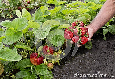 Strawberry bush Stock Photo