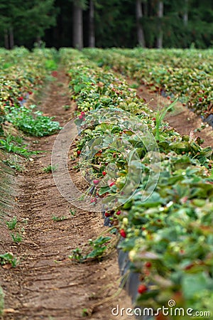 Strawberry bush in a row ready to be picked Stock Photo