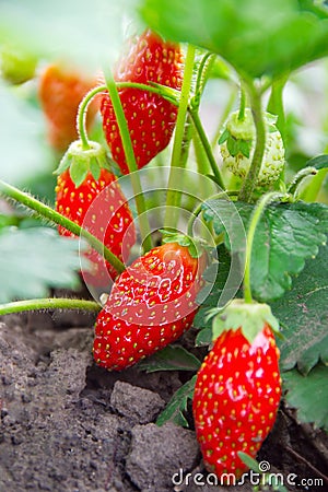 Strawberry bush Stock Photo