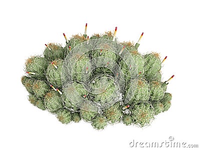 Strawberry_cactus_(Echinocereus_triglochidiatus) Stock Photo