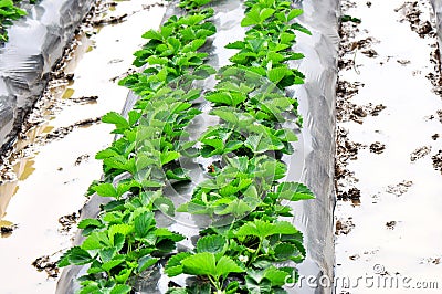 Strawberry cropland Stock Photo