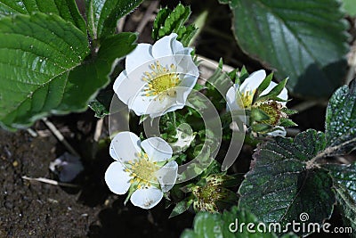 Strawberry cultivation. Artificial pollination of strawberries. Stock Photo