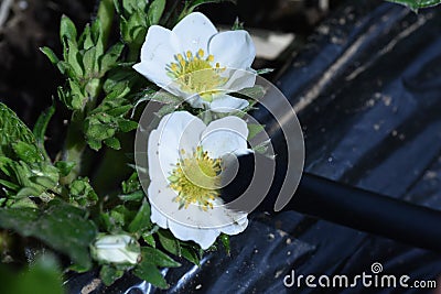 Strawberry cultivation. Artificial pollination of strawberries. Stock Photo