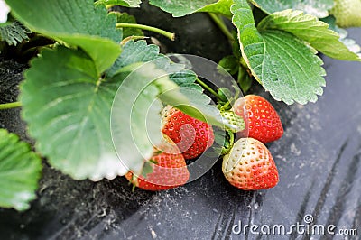 Strawberry cultivation Stock Photo
