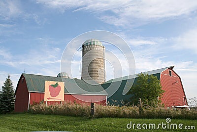 Strawberry farm Stock Photo