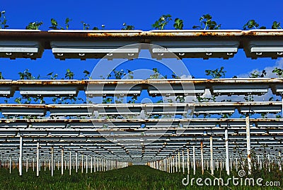 Strawberry farm Stock Photo