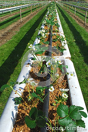 Strawberry farm Stock Photo