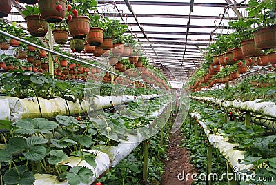 Strawberry farm Stock Photo