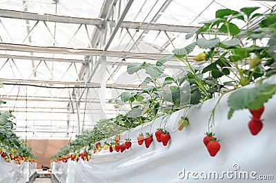 Strawberry Farm Stock Photo