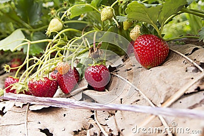 Strawberry farm Stock Photo