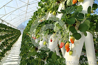 Strawberry farm Stock Photo