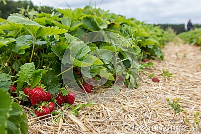 Strawberry Farm Stock Photo