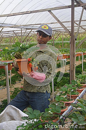 Strawberry Farm Editorial Stock Photo